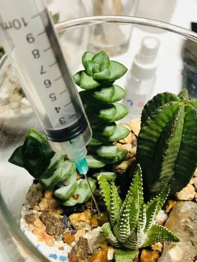 Riego de precisión con jeringa dentro de un terrario abierto